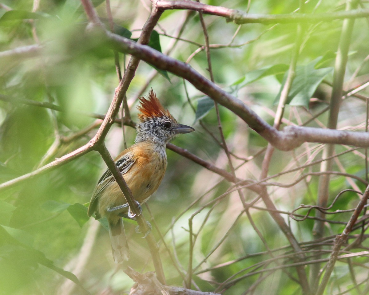 Black-crested Antshrike - ML617771198