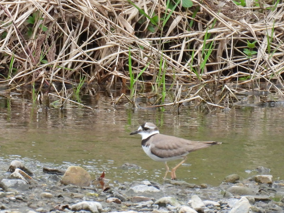 Long-billed Plover - Helen Erskine-Behr