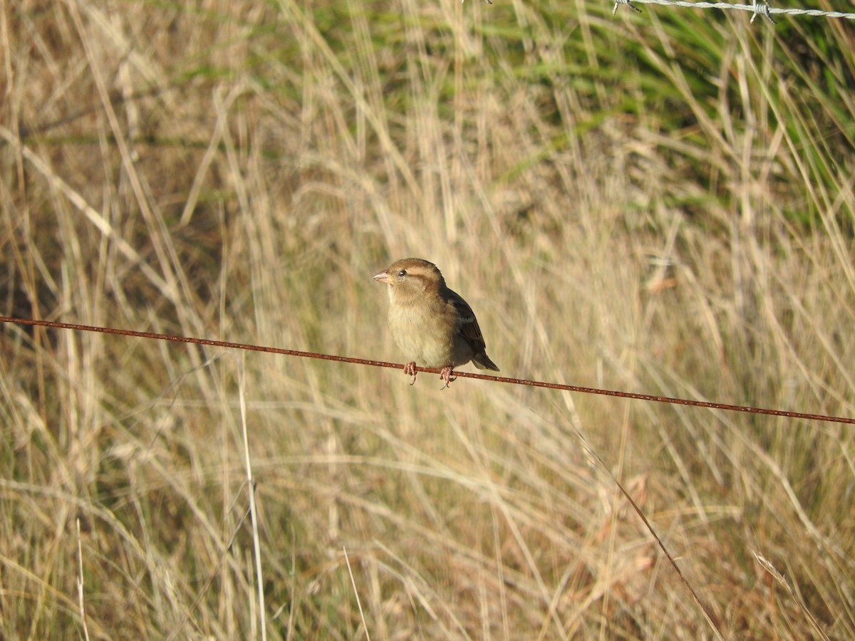 House Sparrow - ML617771215