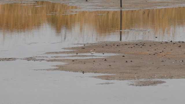 Red-capped Plover - ML617771278