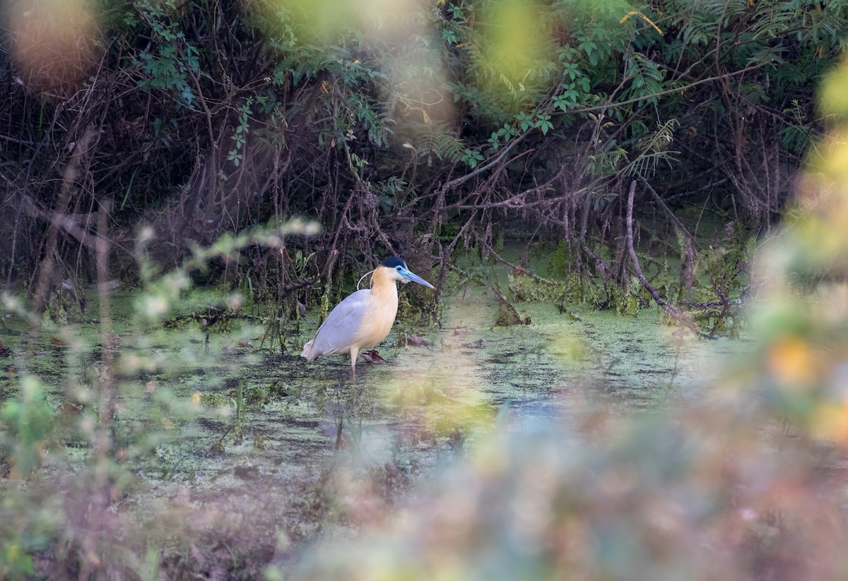 Garza Capirotada - ML617771281