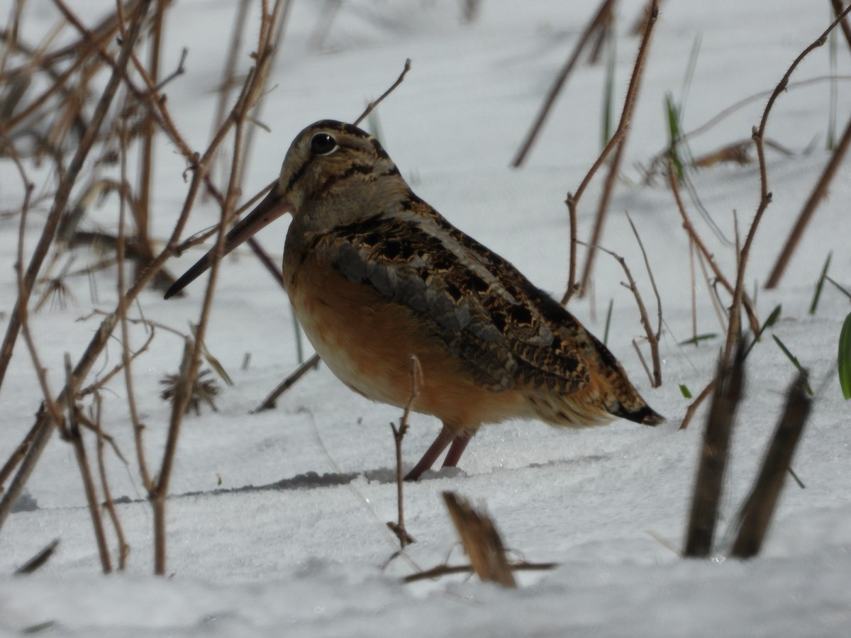 American Woodcock - Helmut Pfeifenberger