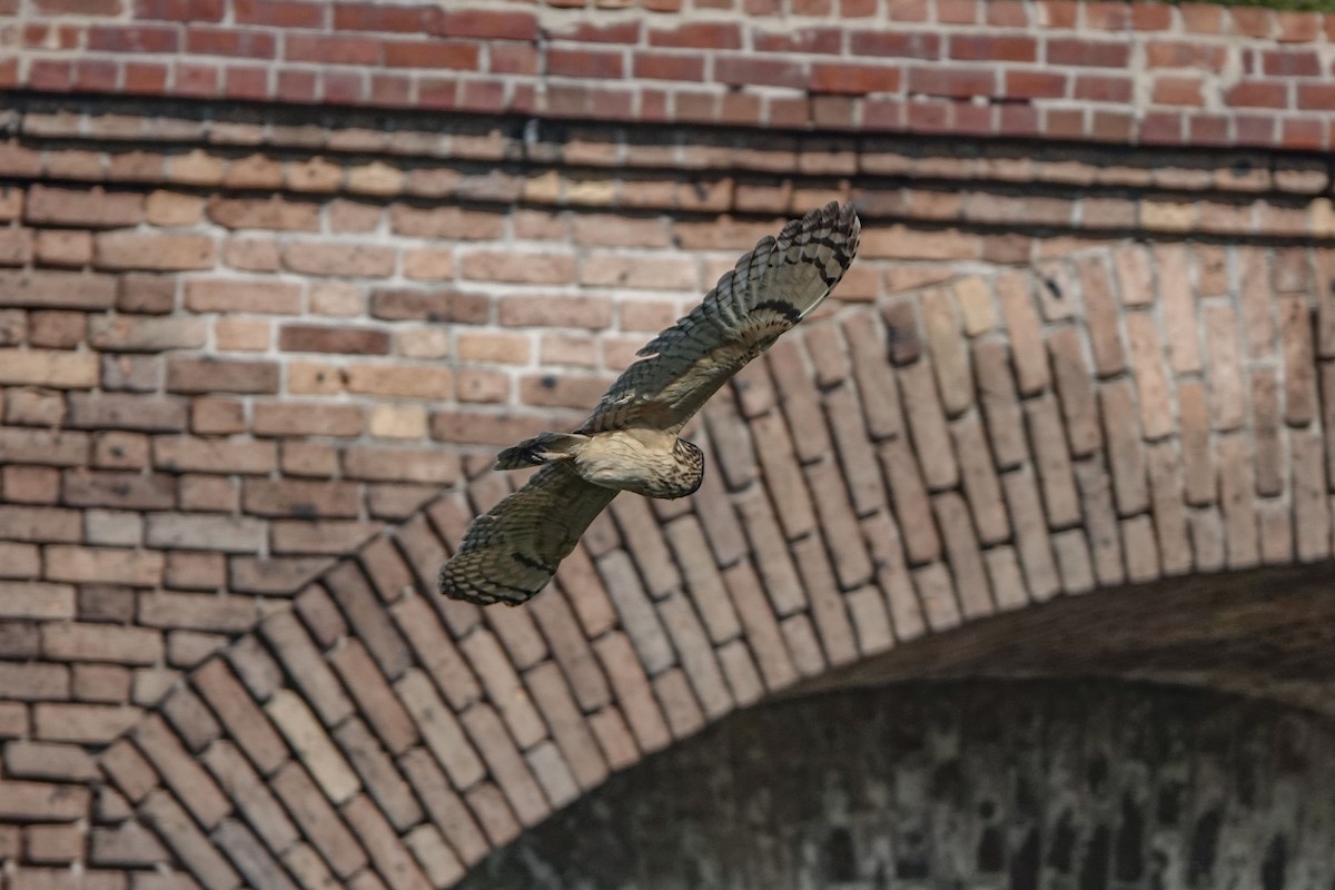 Short-eared Owl (Antillean) - ML617771306