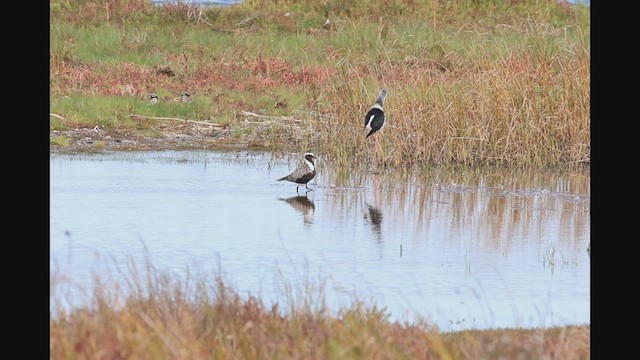 American Golden-Plover - ML617771315