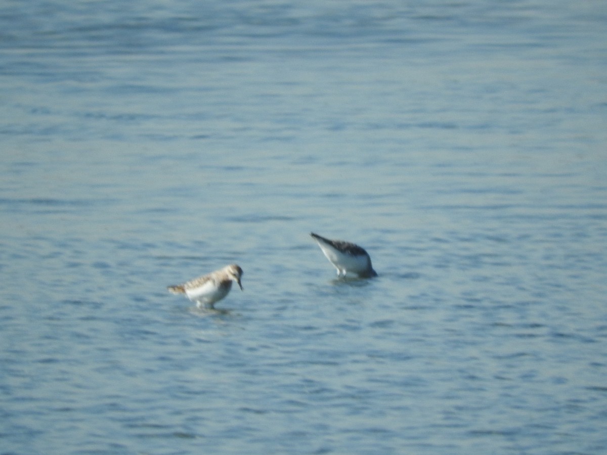 Red-necked Stint - ML617771318