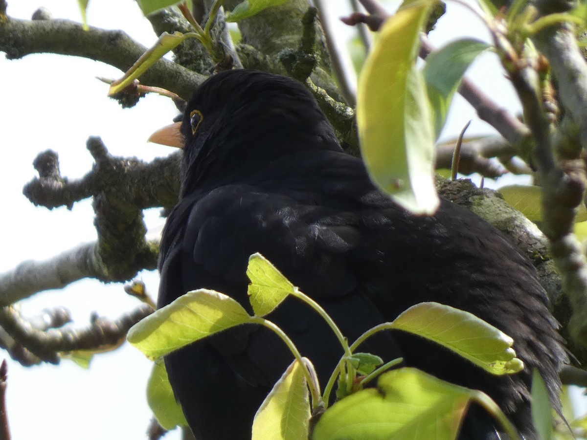 Eurasian Blackbird - ML617771353