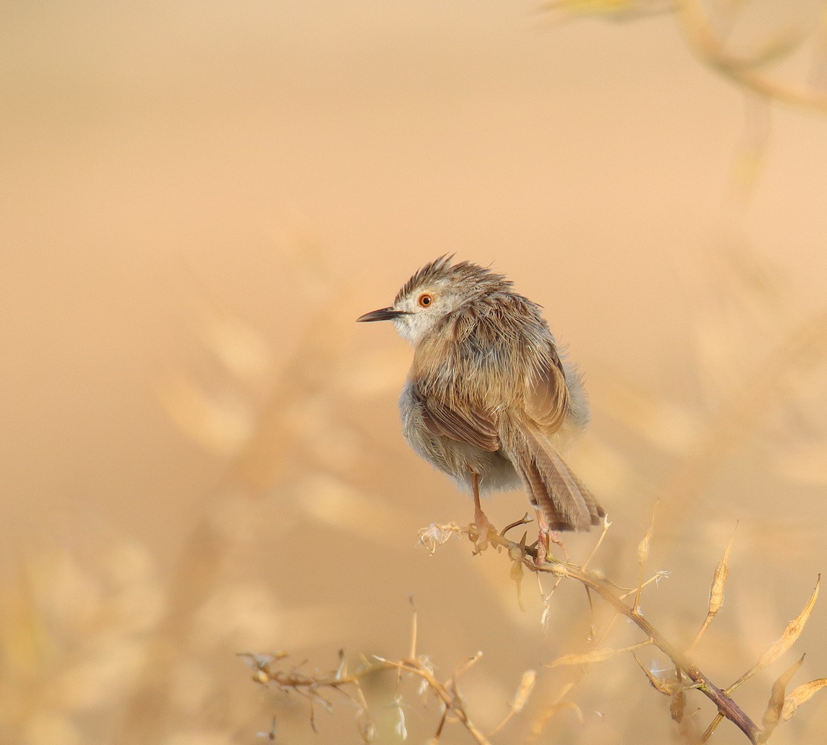Graceful Prinia - ML617771361