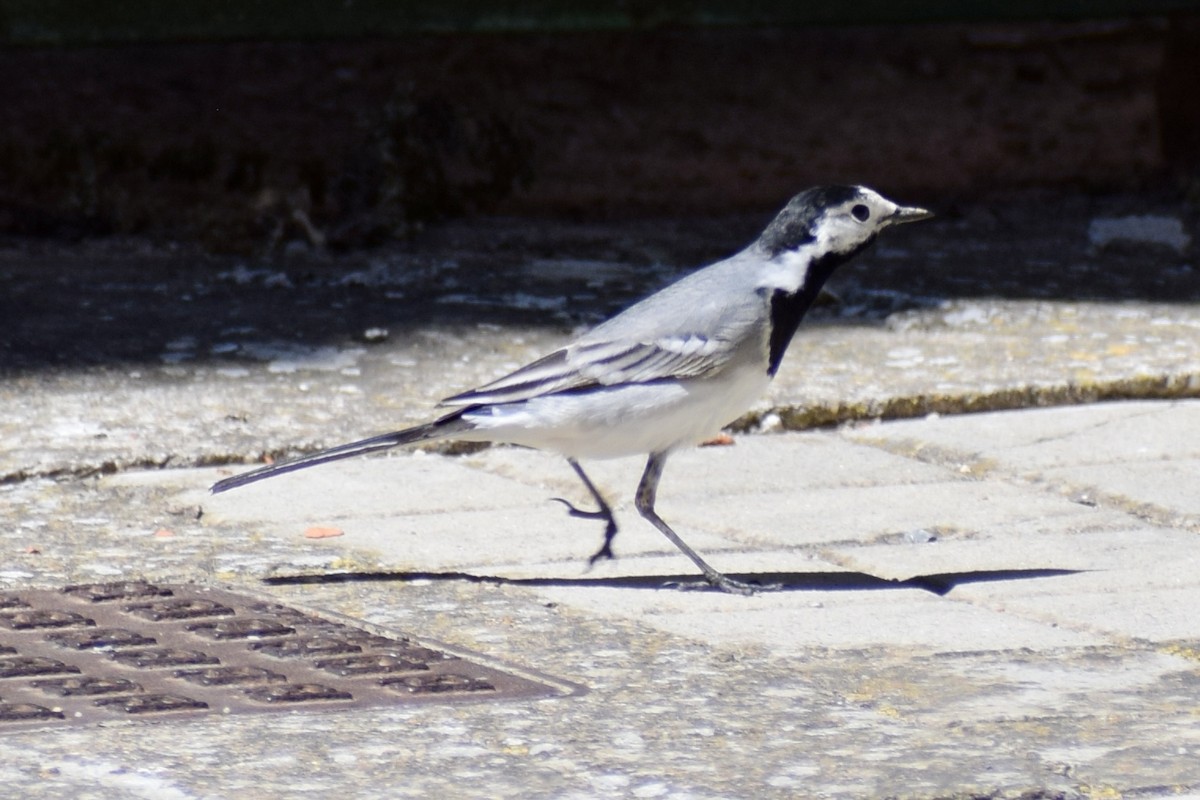 White Wagtail - Andrés  Riaguas