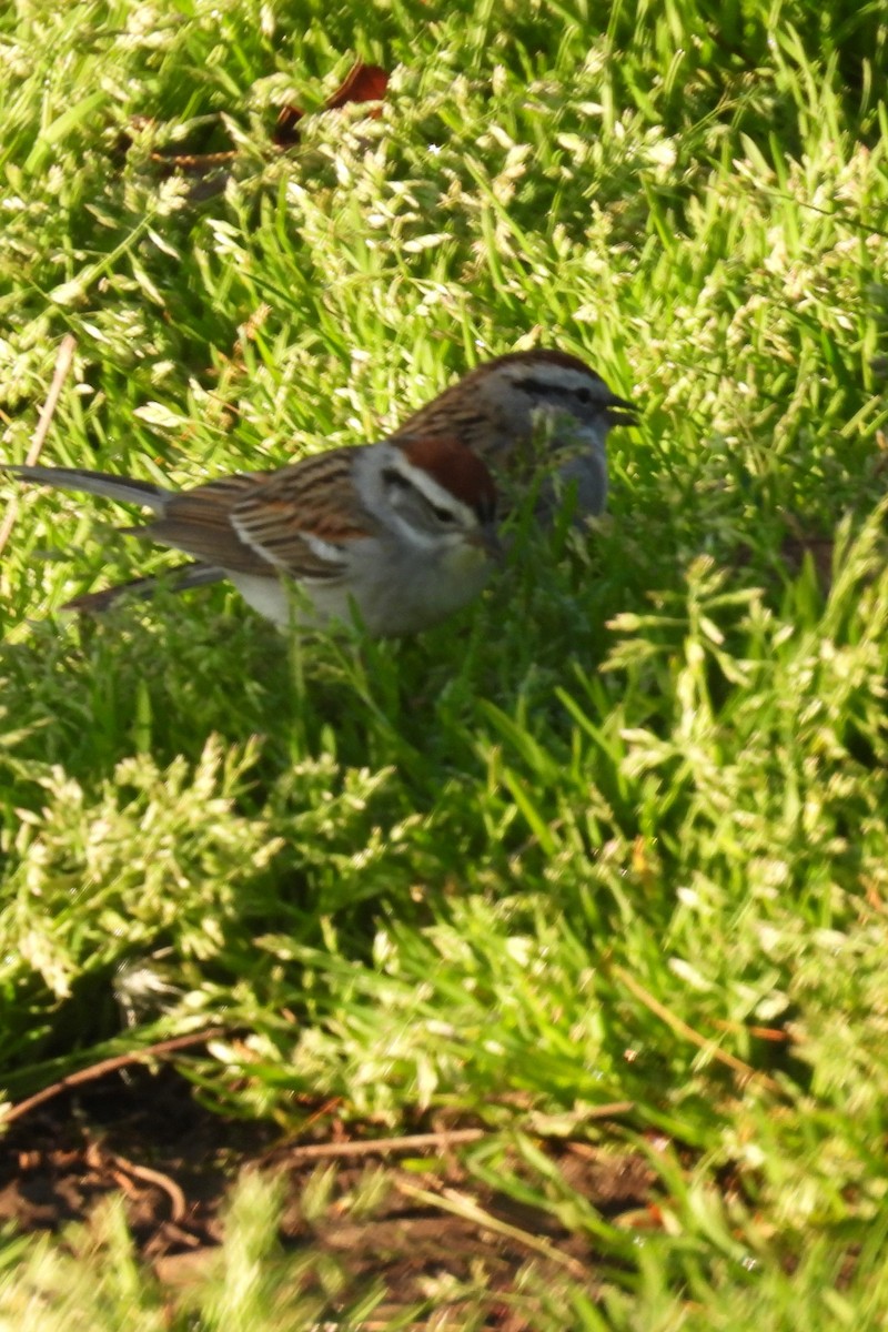 Chipping Sparrow - ML617771369