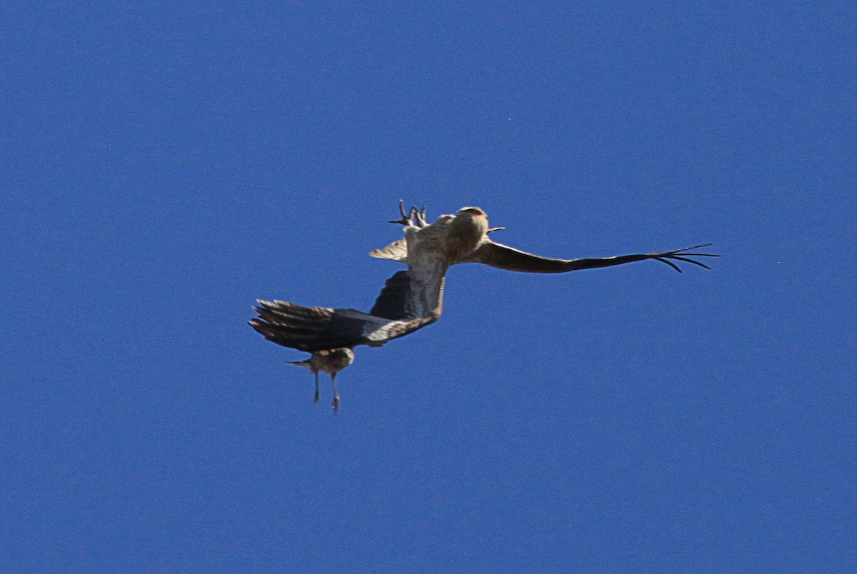 Whistling Kite - Martyn Covey