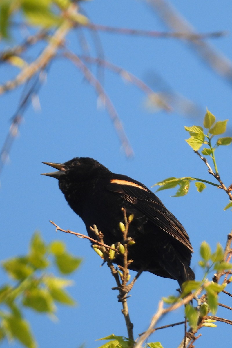 Red-winged Blackbird - ML617771379