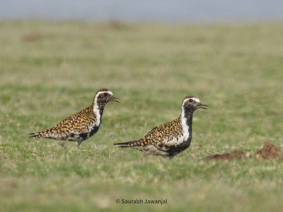 Pacific Golden-Plover - Saurabh Jawanjal