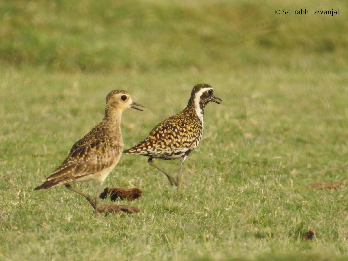 Pacific Golden-Plover - Saurabh Jawanjal