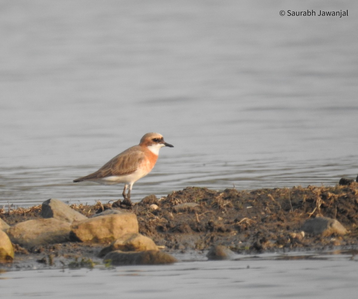 Tibetan Sand-Plover - Saurabh Jawanjal