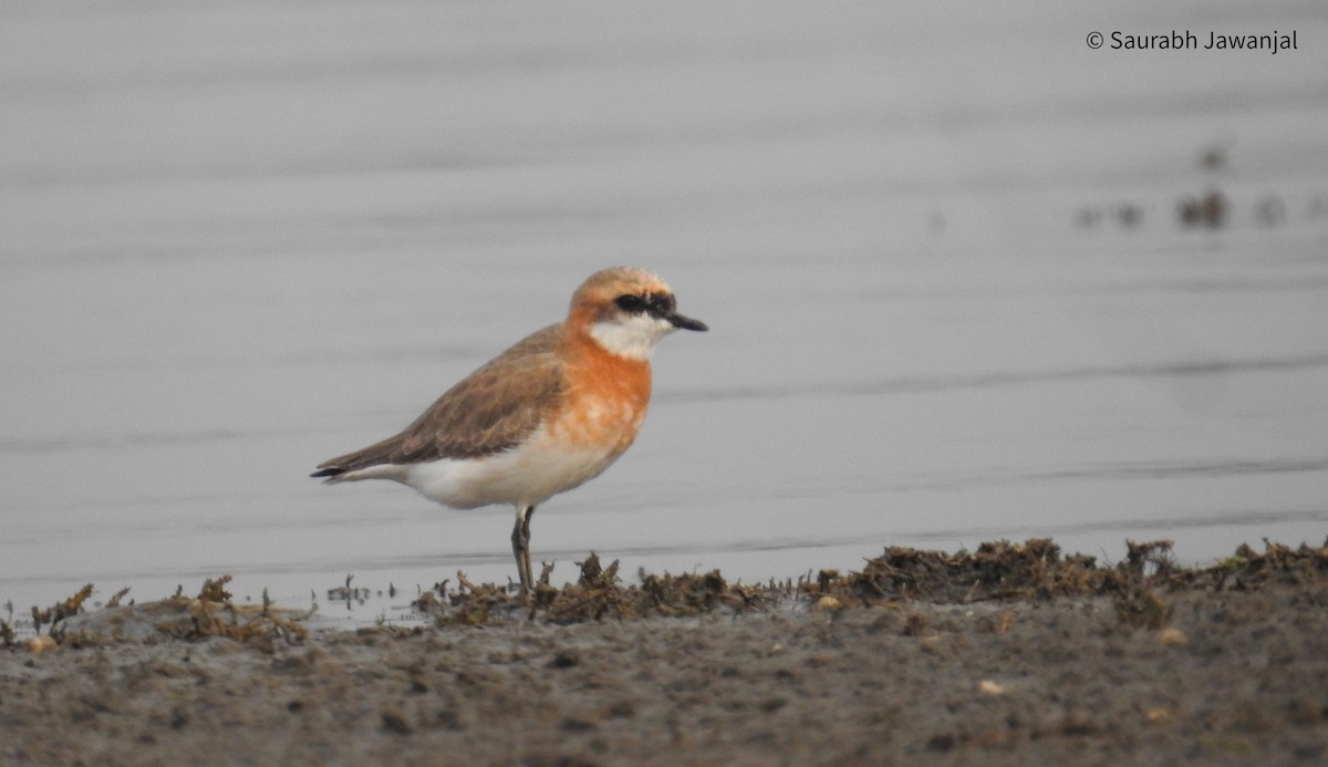 Tibetan Sand-Plover - Saurabh Jawanjal