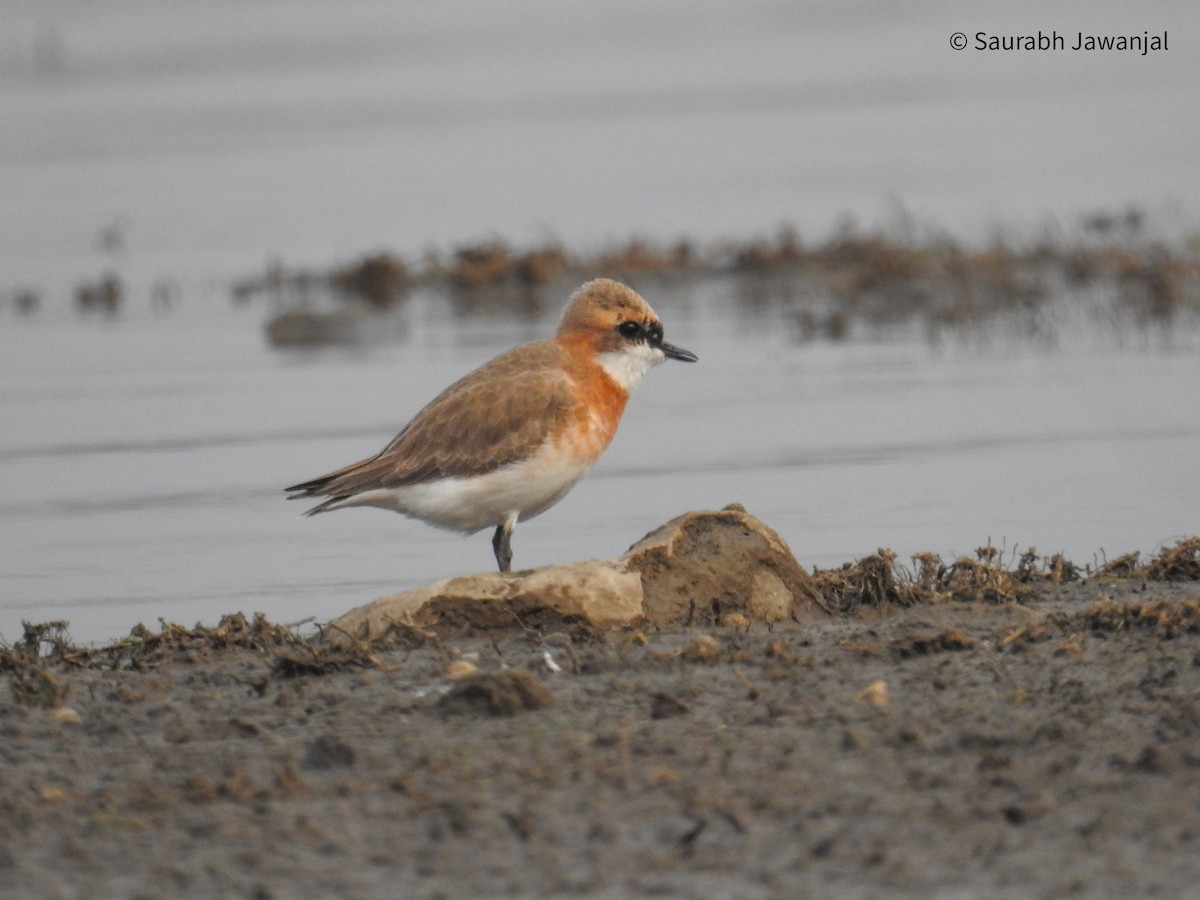 Tibetan Sand-Plover - Saurabh Jawanjal