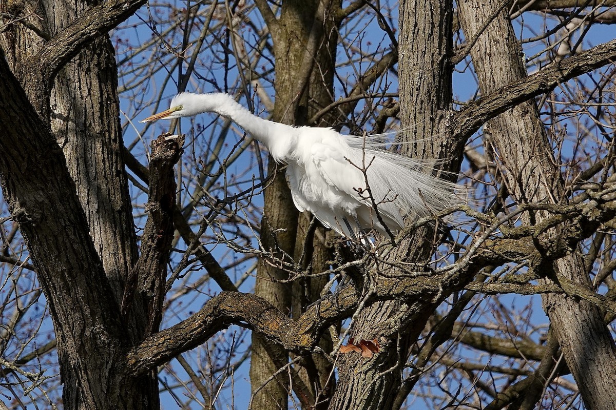 Great Egret - ML617771409