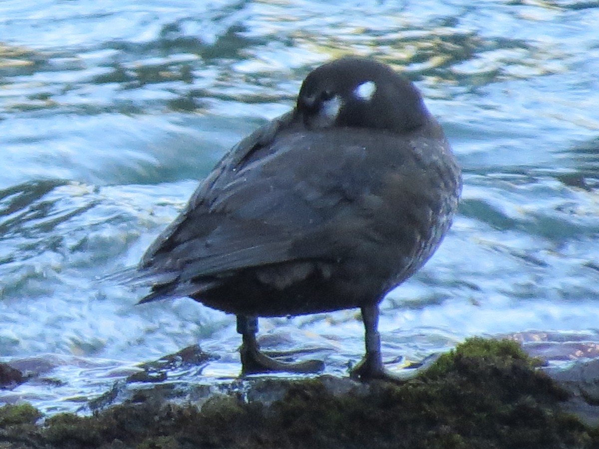 Harlequin Duck - ML61777141