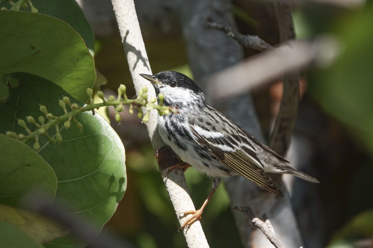 Blackpoll Warbler - ML617771425