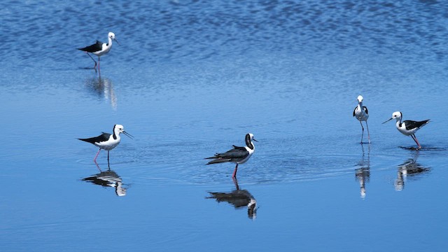 Pied Stilt - ML617771450