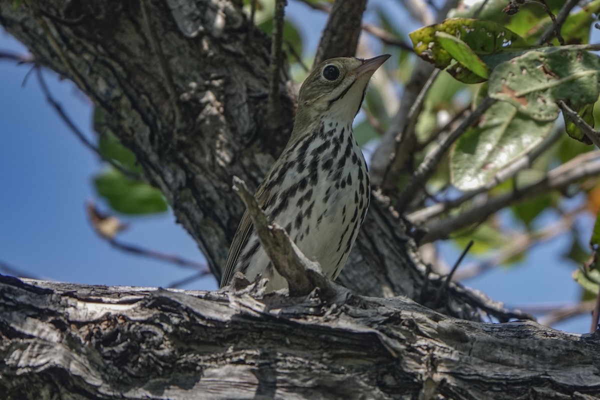 Ovenbird - ML617771483