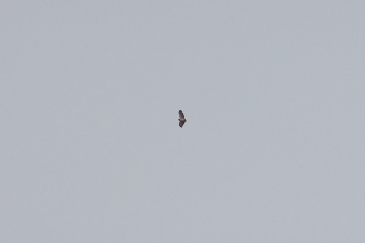 Red-tailed Hawk - François-Xavier Grandmont