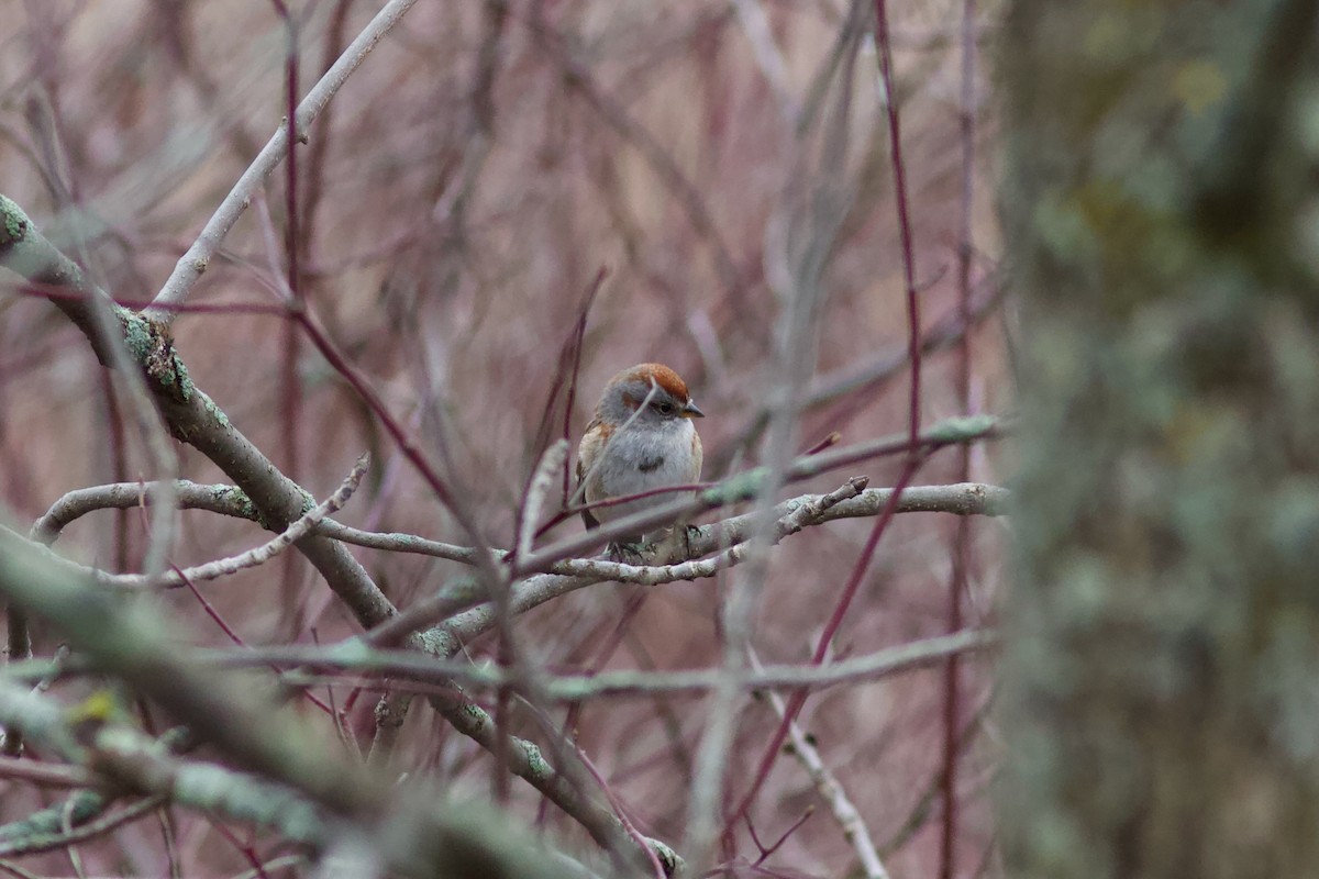 American Tree Sparrow - François-Xavier Grandmont