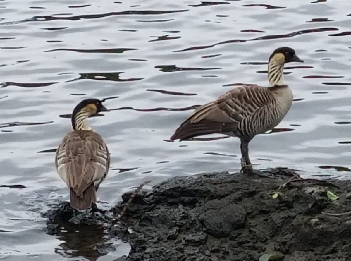 Hawaiian Goose - ML617771520