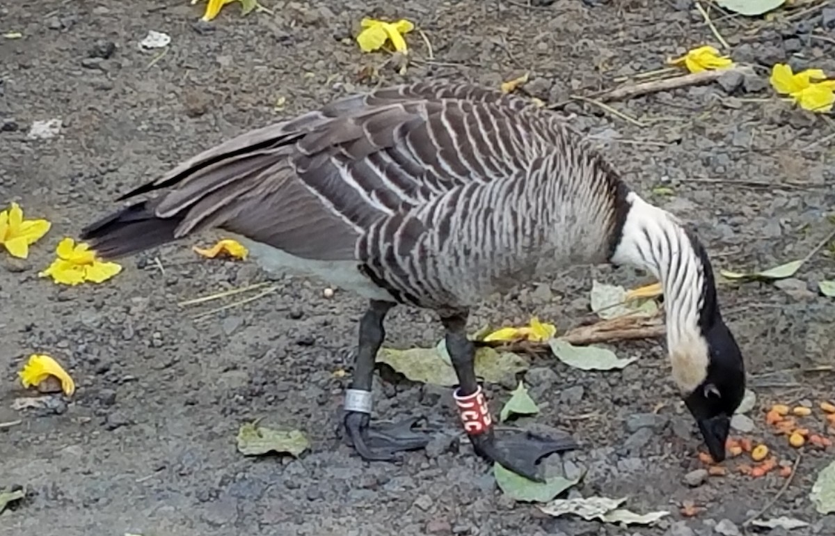 Hawaiian Goose - ML617771521