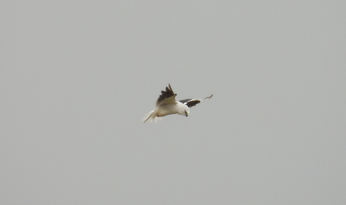 Black-shouldered Kite - Andrew Guy