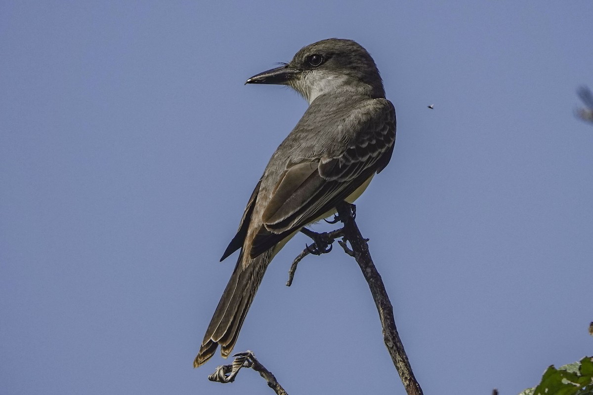 Gray Kingbird - ML617771572