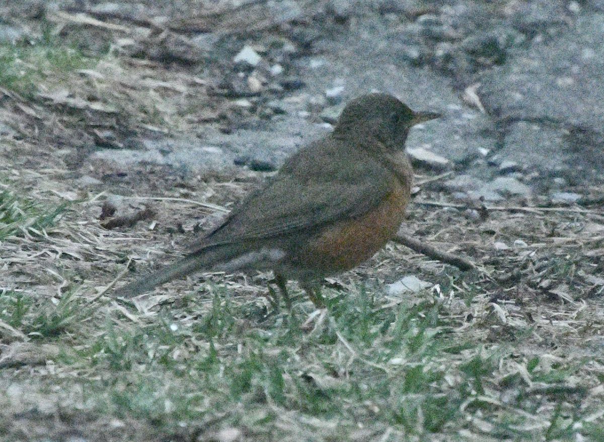 Brown-headed Thrush - Cliff Miller