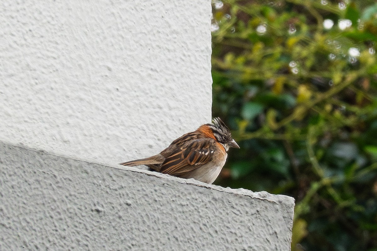 Rufous-collared Sparrow - ML617771611