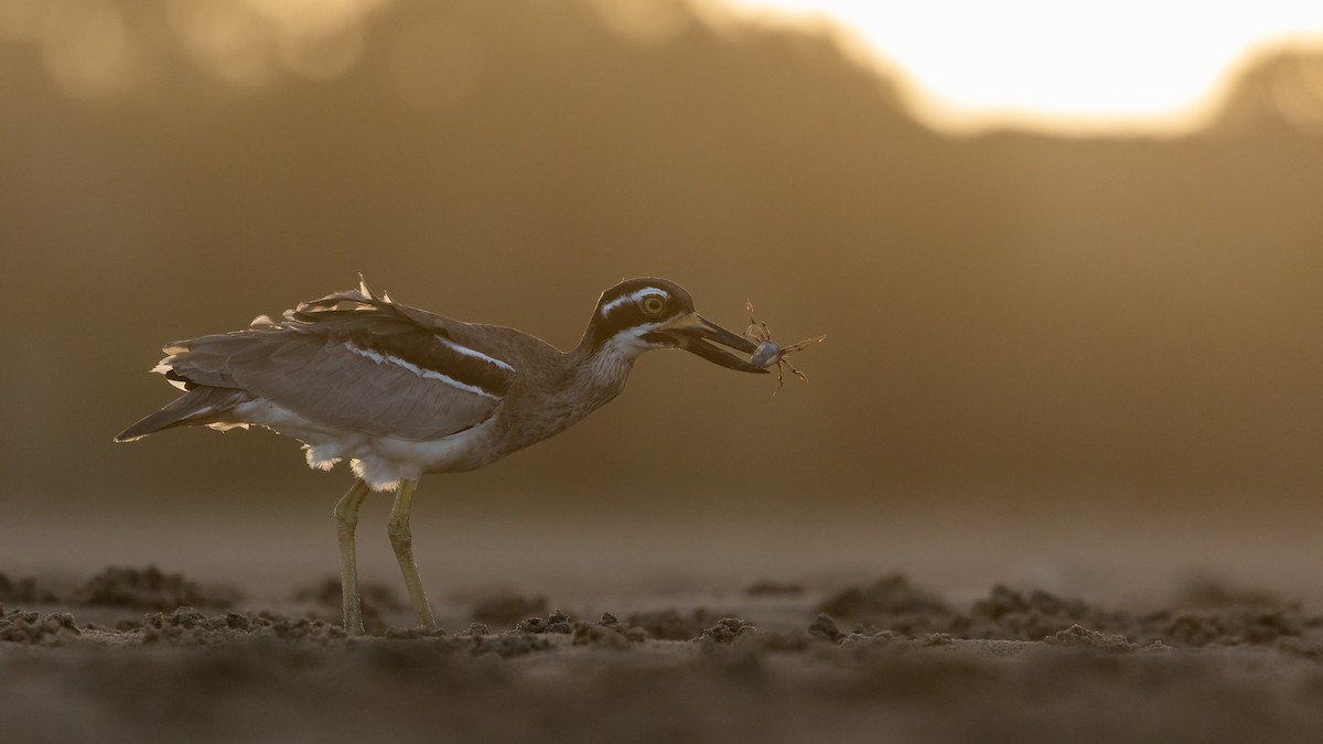 Beach Thick-knee - James Bennett