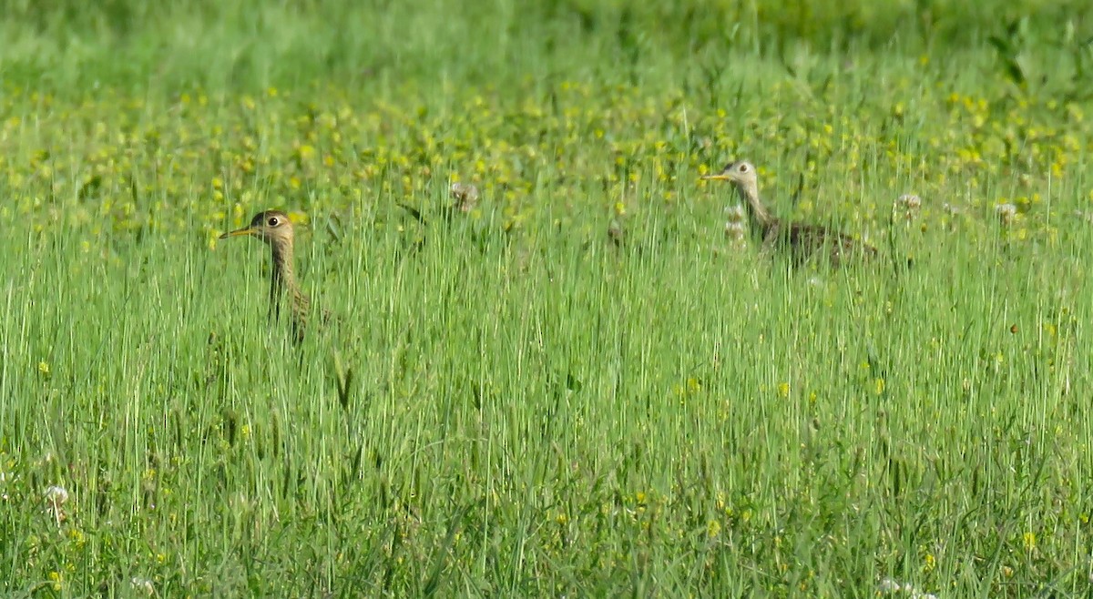 Upland Sandpiper - Scot Duncan