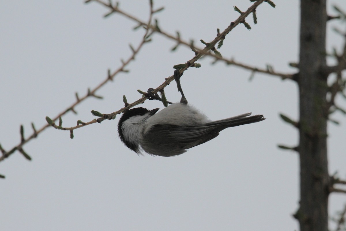 Willow Tit - ML617771676