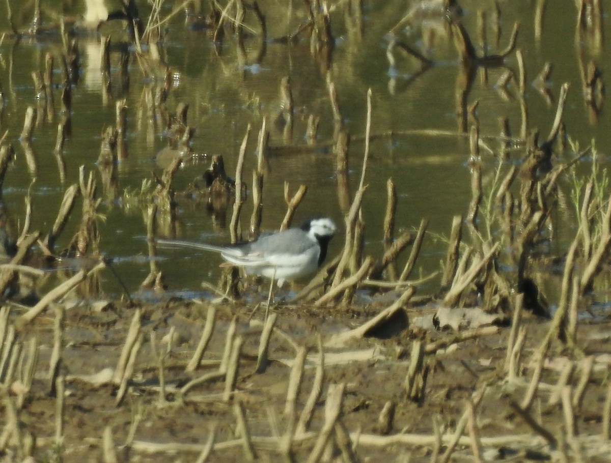 White Wagtail (ocularis) - Kent Miller