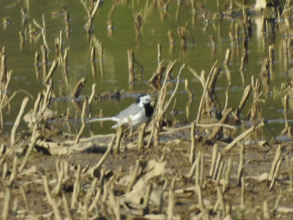 White Wagtail (ocularis) - Kent Miller