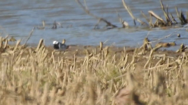 White Wagtail (ocularis) - ML617771692