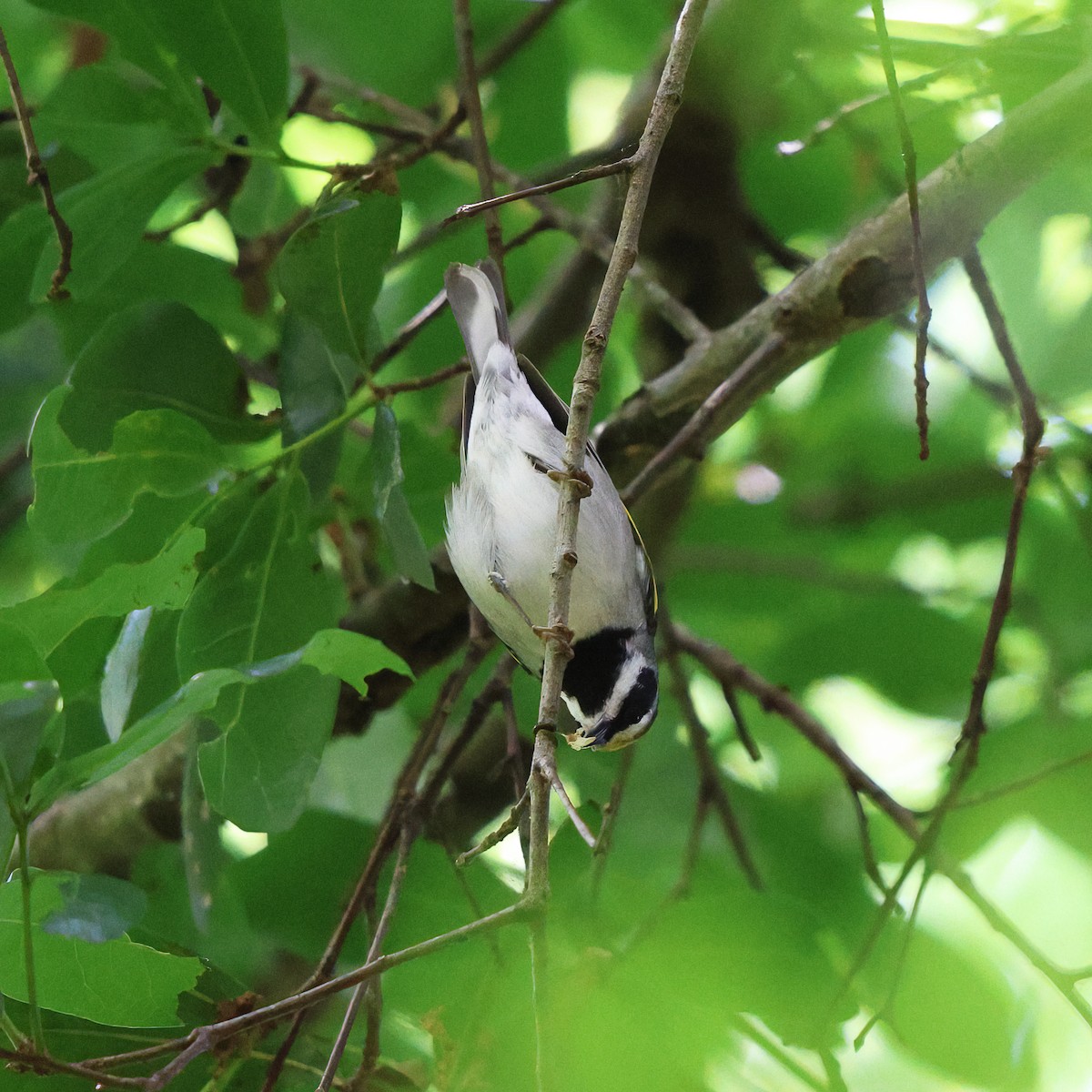 Golden-winged Warbler - ML617771732