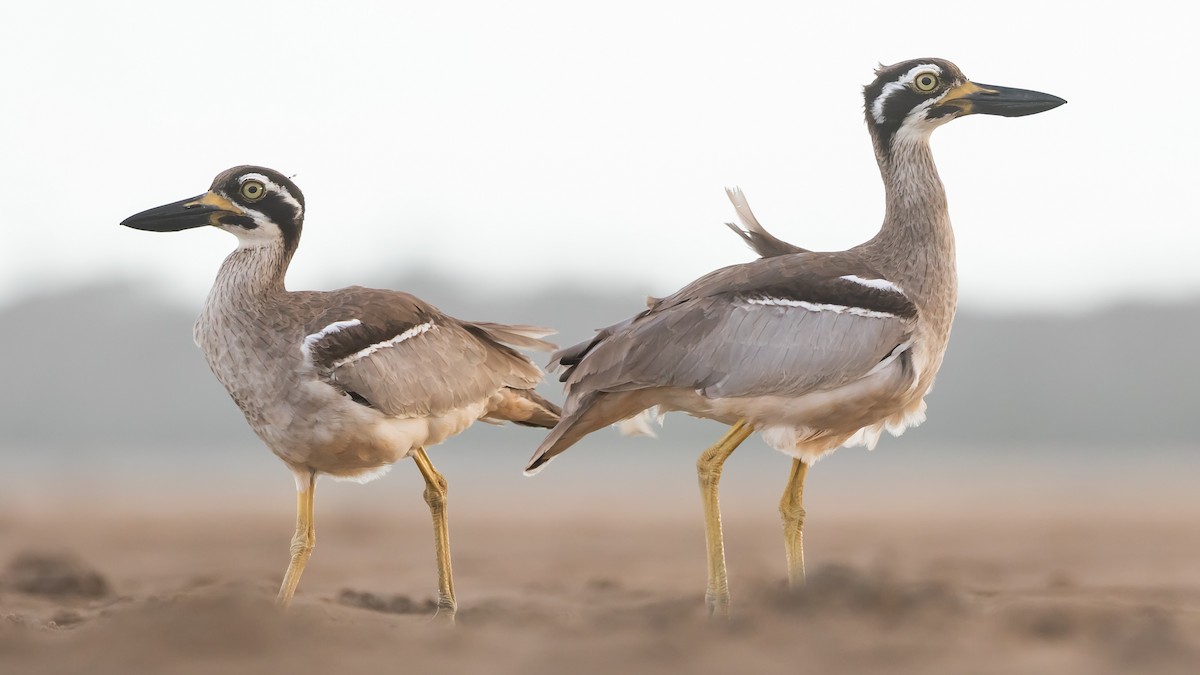 Beach Thick-knee - ML617771736