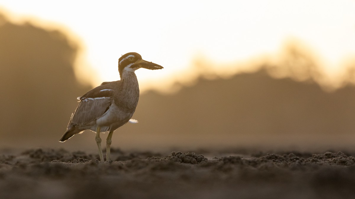 Beach Thick-knee - James Bennett