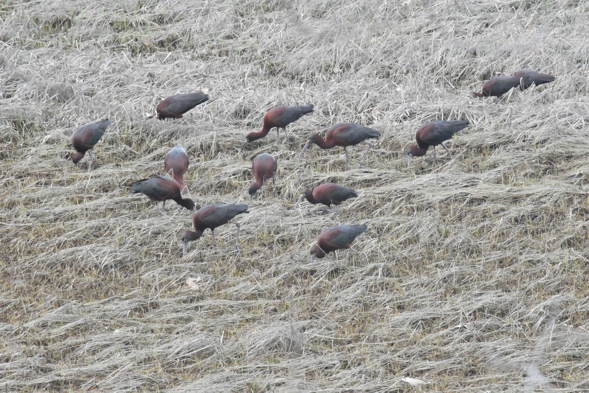 Glossy Ibis - ML617771752