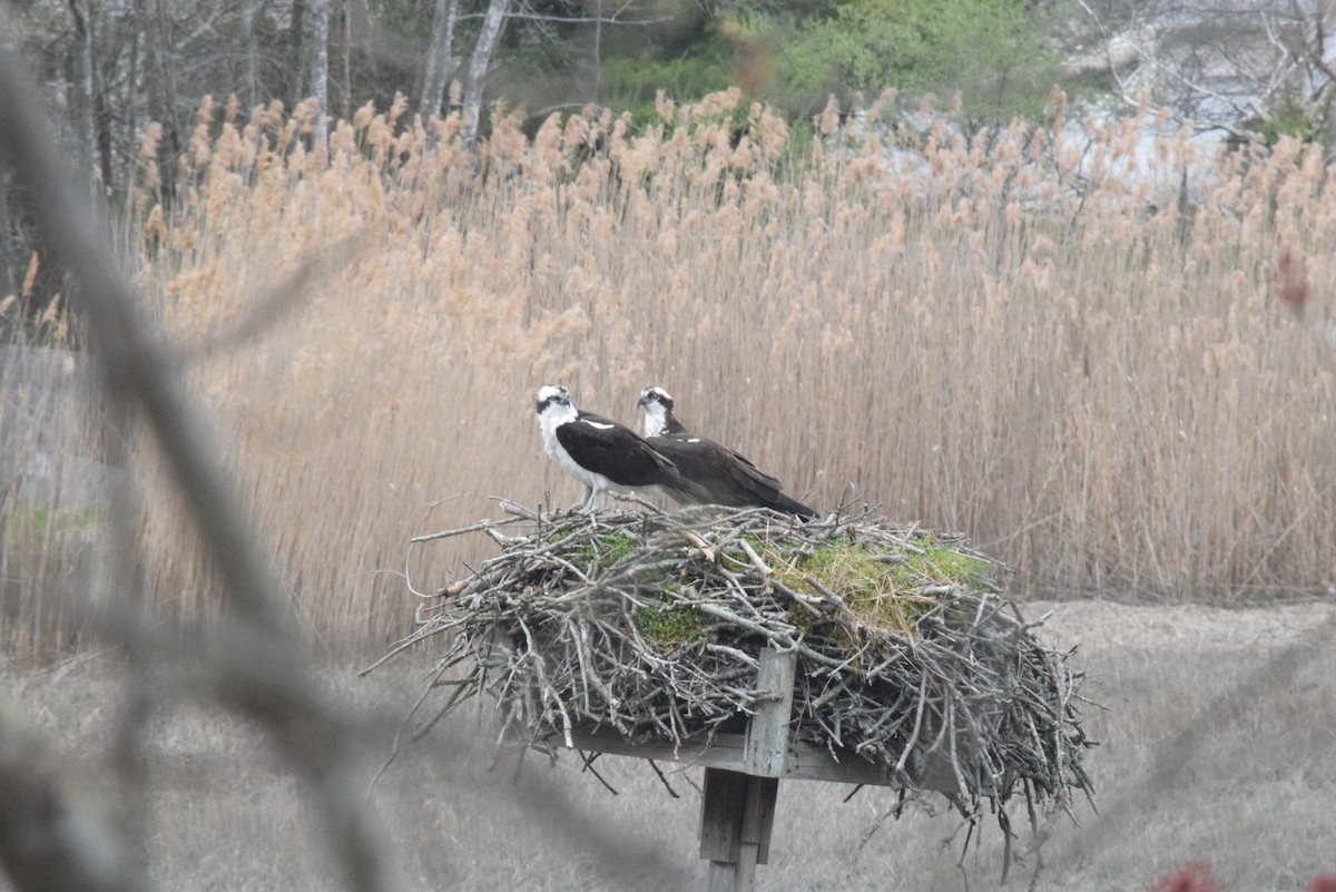 Osprey - ML617771759