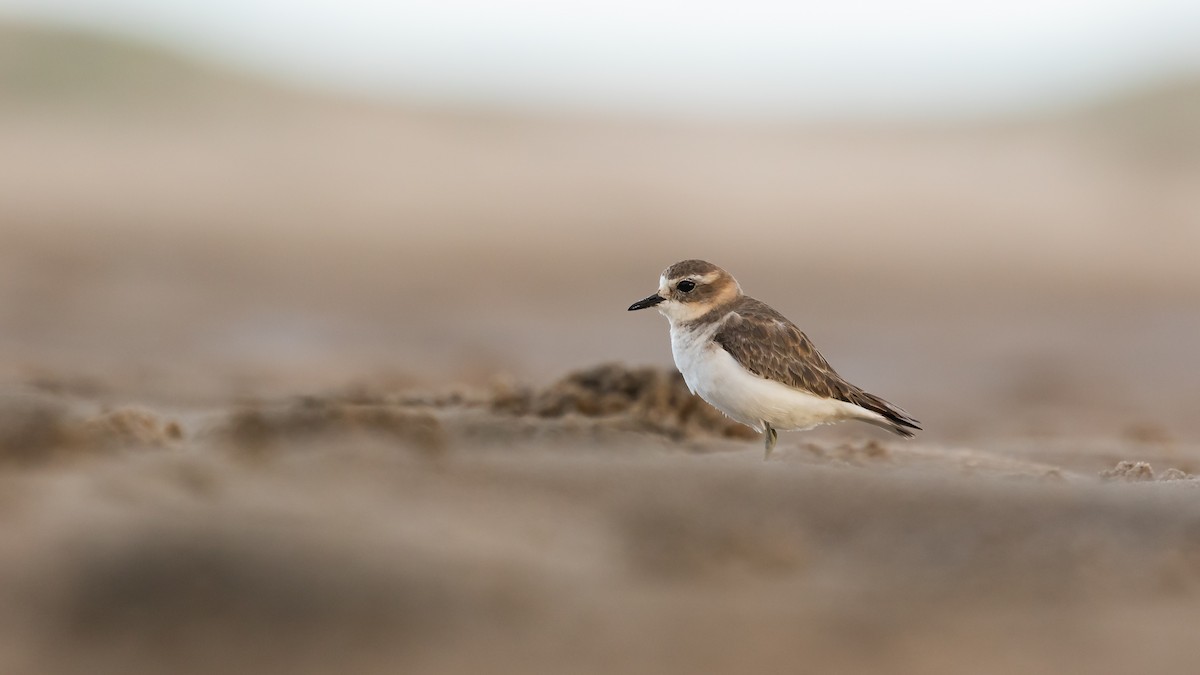 Double-banded Plover - ML617771776