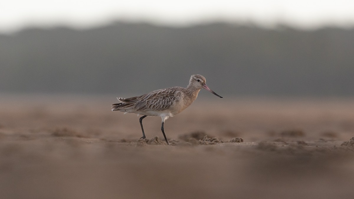 Bar-tailed Godwit - ML617771786