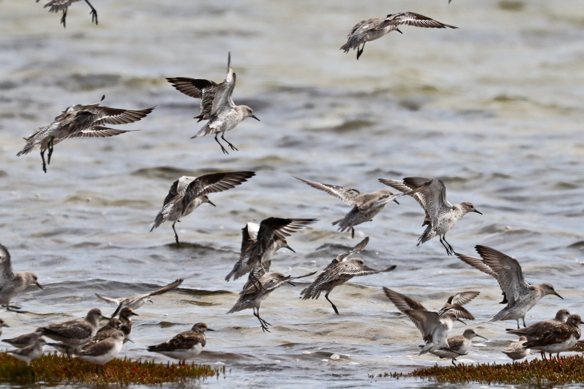 Red Knot - ML617771787