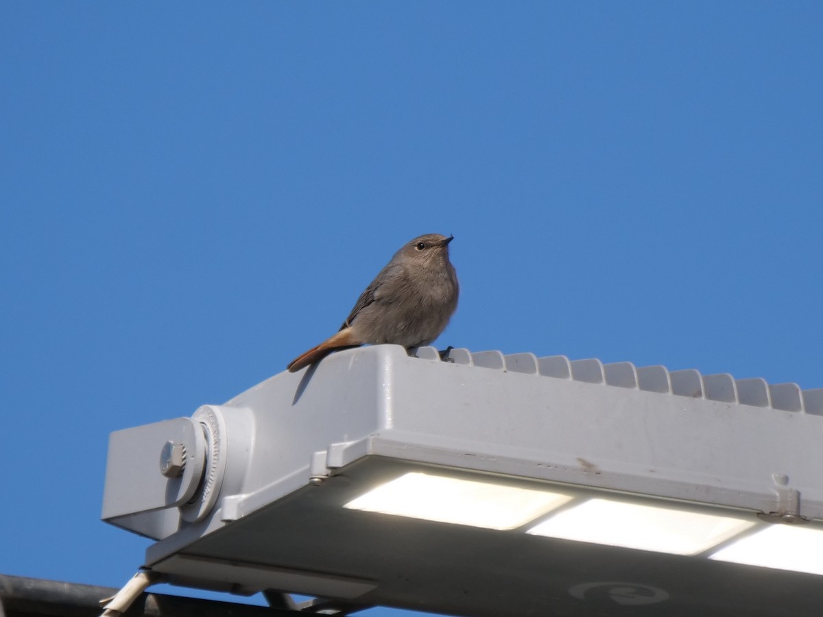 Мойлон гал сүүлт - ML617771791