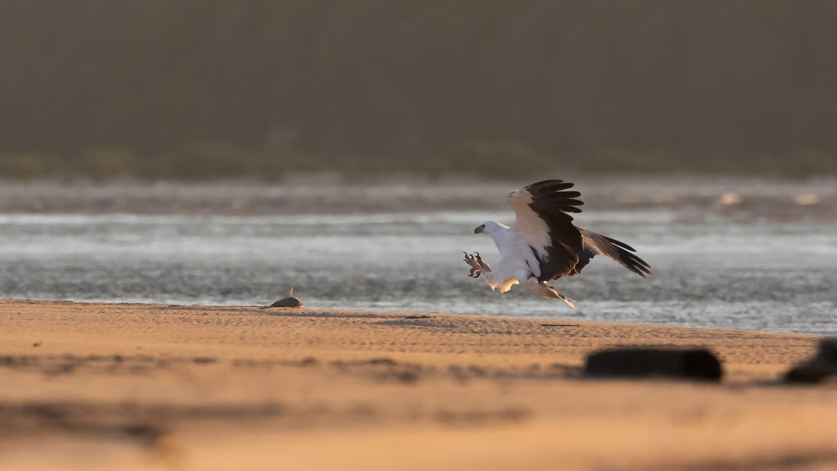 White-bellied Sea-Eagle - ML617771797