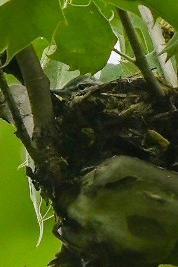 Cerulean Warbler - ML617771813
